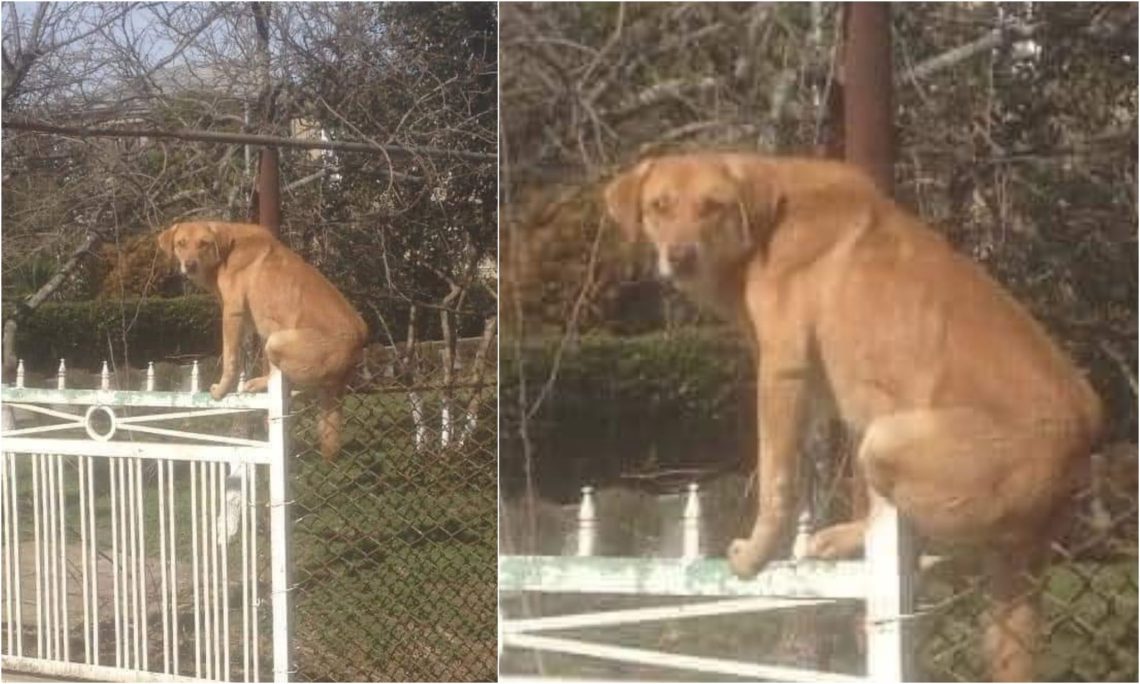 “4 წელია დარაჯობს ცარიელ სახლს “ბობი”, იმედი აქვს, რომ მისი გარდაცვლილი პატრონი დაბრუნდება” – ფოტო-ამბავი, რომელმაც სოციალური ქსელი აატირა