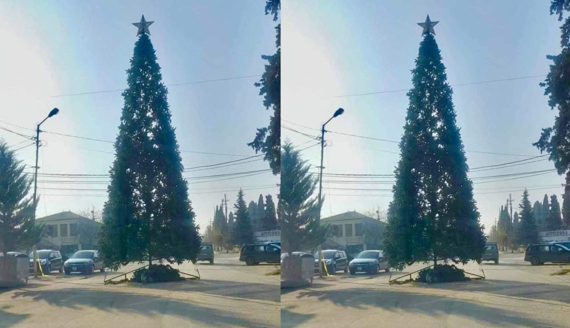 რატომ დადგეს წნორში შუა გზაზე ნაძვის ხე?