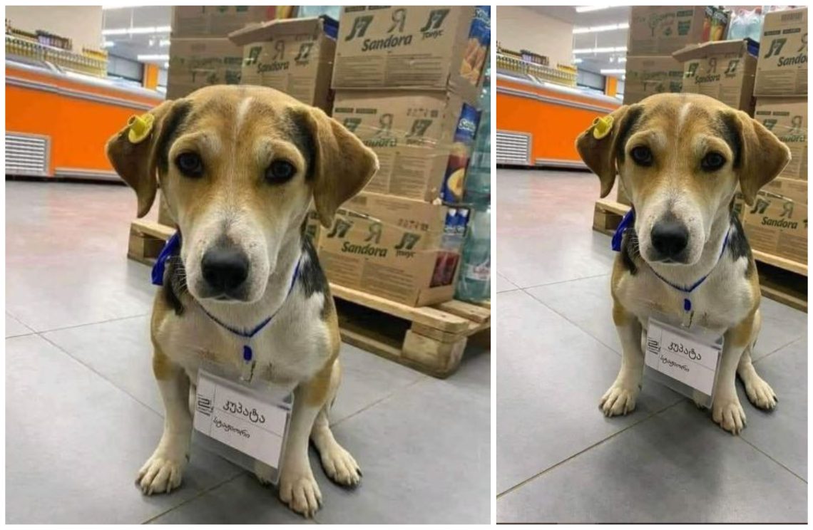 ჯერ სტაჟიორია, მაგრამ ვინ იცის იქნებ მენეჯერობასაც გამოკრას ხელი