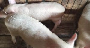 რა ეღირება ინდაური საახალწლოდ?