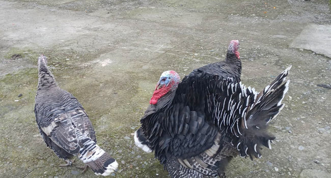 „გოჭი გაიაფდა, ინდაური გაძვირდა…“: როგორია ფასები წინასაახალწლოდ ?