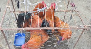 რა ეღირება ინდაური საახალწლოდ?