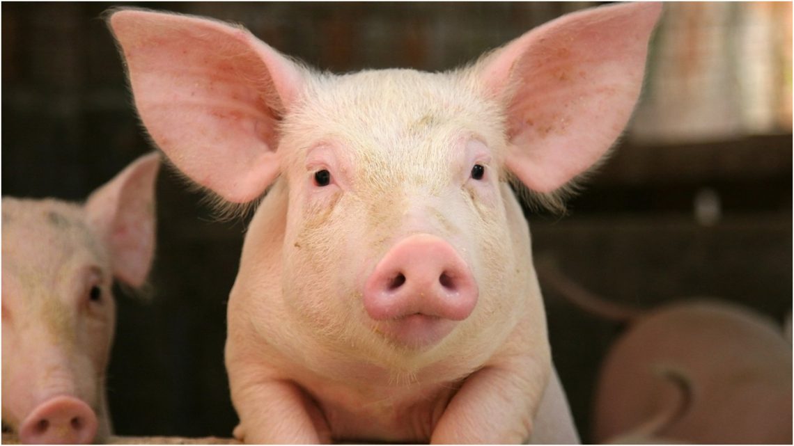 ოზურგეთში, სოფელ ძიმითში ოჯახს, დაკლული ღორი მოპარეს