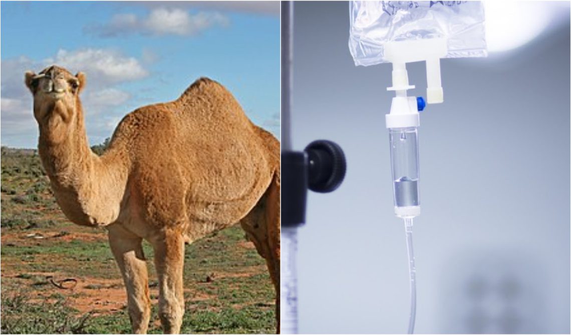 მსოფლიოს ახალი ვირუსი უტევს? – ჯანმო მოსახლეობას  “აქლემის გრიპის”  შესახებ აფრთხილებს