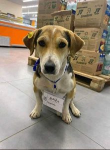 ჯერ სტაჟიორია, მაგრამ ვინ იცის იქნებ მენეჯერობასაც გამოკრას ხელი