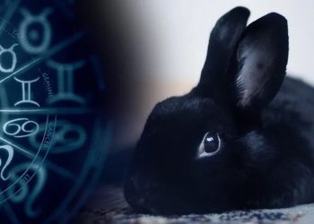 ბოლოს და ბოლოს, მოხდება ის, რასაც ყველა ელოდება – რა მოლოდინები უნდა გვქონდეს შავი კურდღლის წელიწადში