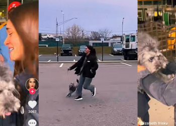 🎥ლიზა ყენიას ერთი წლის უნახავი ძაღლი ამერიკაში ჩაუყვანეს – ემოციური კადრები აეროპორტიდან