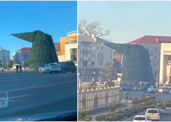 📷: ფოთში ძლიერმა ქარმა ნაძვის ხე გადაღუნა