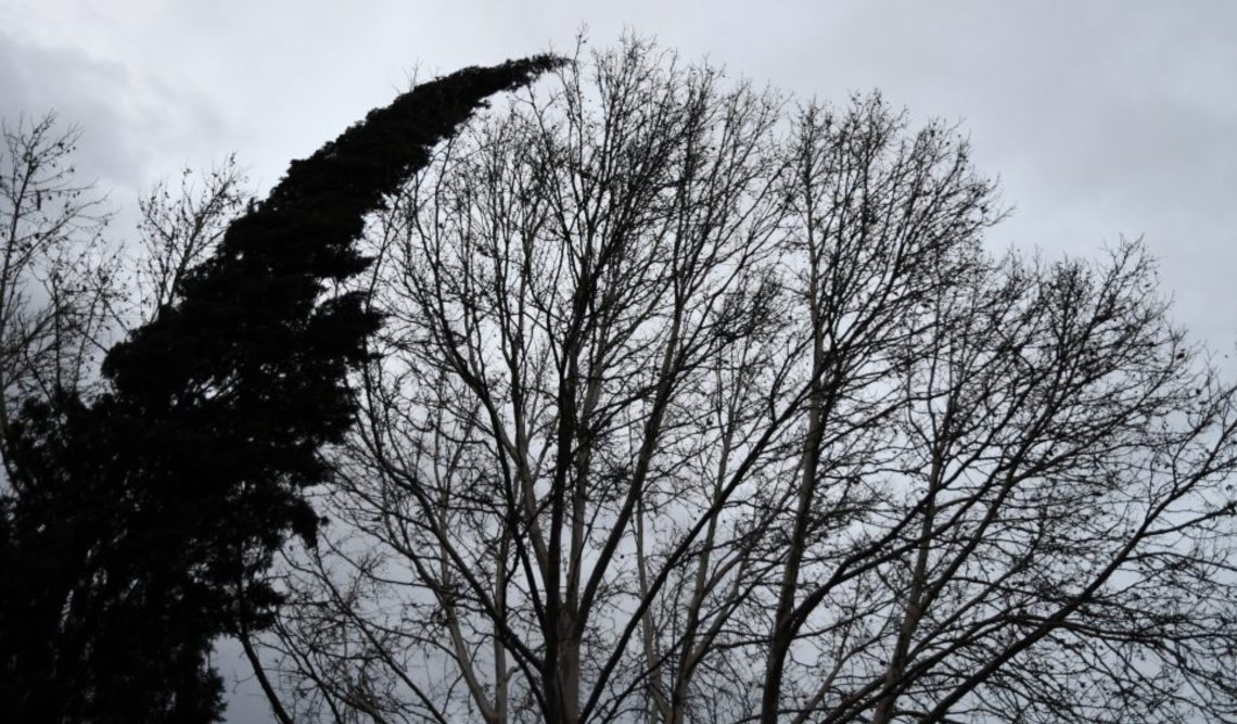 სინოპტიკოსები ძლიერი ქარის შესახებ მოსახლეობას აფრთხილებენ