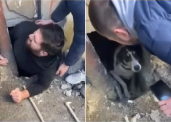 🎥თბილისში შენობებს შორის გაჭედილი ცუგა ახალგაზრდებმა გადაარჩინეს- ცრემლებს ვერ შეიკავებთ