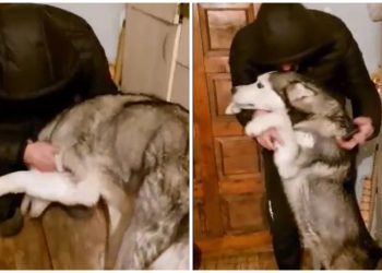 🎥”სასწაულების გჯერათ? არეული ვარ… ამდენ ემოციას ვერ გავუძლებ…“ – რამდენიმე თვის წინ მოპარული ძაღლისა და პატრონის ემოციური შეხვედრა