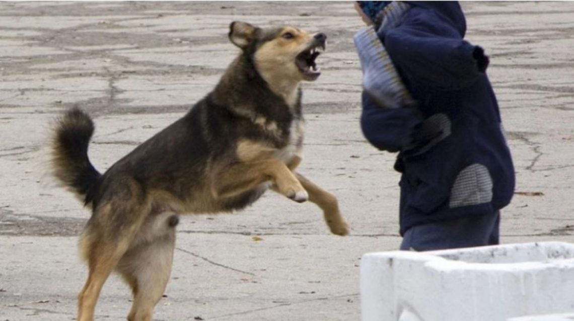 ძაღლის კბილი მილიმეტრებში აცდა მთავარ არტერიას – როგორია 12 წლის დაგლეჯილი ბავშვის მდგომარეობა