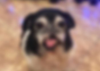 სავარაუდოდ, პირში აუფეთქეს ასაფეთქებელი, ძალიან რთული მდგომარეობა გადალახა – ნახეთ, რა ინფორმაცია ვრცელდება სოციალურ ქსელში