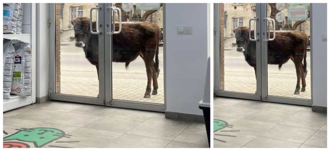 “ზრდილობიანად ავუხსენით, რომ მისთვის საკვები არ გვქონდა, მაგრამ…” – ზოომარტის მაღაზიას კართან ძროხა მიადგა (სახალისო ფოტო)