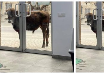 “ზრდილობიანად ავუხსენით, რომ მისთვის საკვები არ გვქონდა, მაგრამ…” – ზოომარტის მაღაზიას კართან ძროხა მიადგა (სახალისო ფოტო)