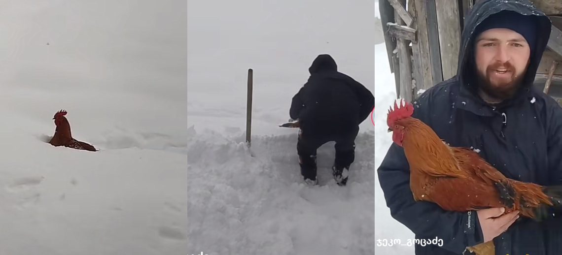 🎥”მისია გადავარჩინოთ მამალი”- ვიდეო ქართული სოფლიდან ნახვების რეკორდს ხსნის