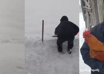 🎥”მისია გადავარჩინოთ მამალი”- ვიდეო ქართული სოფლიდან ნახვების რეკორდს ხსნის