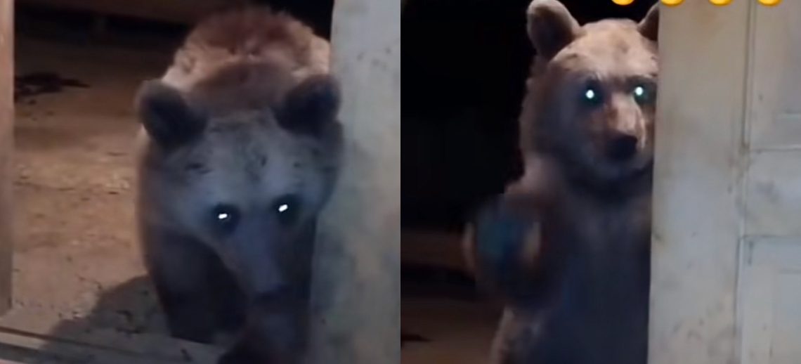 🎥VIDEO: რაჭაში ადგილობრივ ოჯახს სახლის კარი დათვმა შეუღო