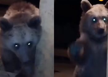 🎥VIDEO: რაჭაში ადგილობრივ ოჯახს სახლის კარი დათვმა შეუღო