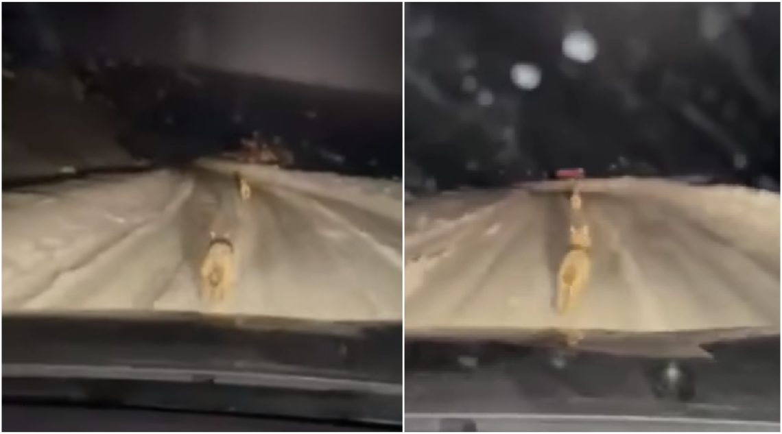 VIDEO: “წინ მიგვიძღვიან მგლები” – ნახეთ, რა ვიდეოს ავრცელებენ სვანეთიდან ადგილობრივები