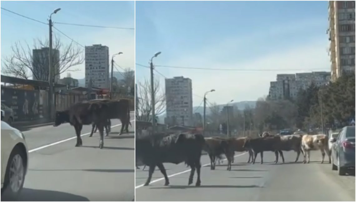 VIDEO: ნუცუბიძეზე ავტომობილებს გადაადგილება უჭირთ – გზა ძროხებს აქვთ გადაკეტილი