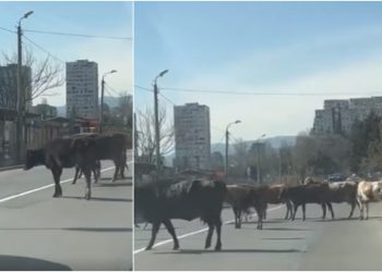VIDEO: ნუცუბიძეზე ავტომობილებს გადაადგილება უჭირთ – გზა ძროხებს აქვთ გადაკეტილი