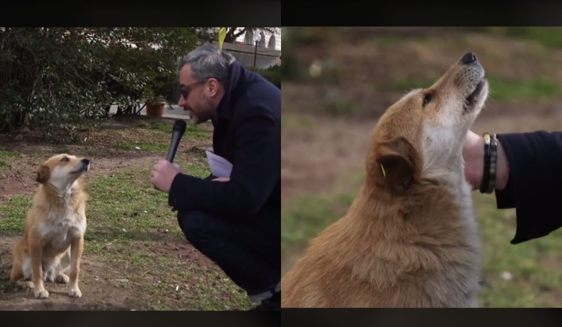 🎥 გიორგი ნაზღაიძე რეპორტაჟის დროს ძაღლმა კინაღამ დაგლიჯა