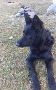 "აგვისტოში დაიკარგა მონიკა... მისი პატრონი დაკარგვის დღიდან ეძებდა თავის ცუგას, მაგრამ რამდენიმე თვის წინ პატრონი დაიღუპა" - თამუნა მუსერიძე საგანგებო მიმართვას ავრცელებს