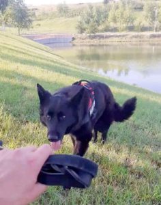 "აგვისტოში დაიკარგა მონიკა... მისი პატრონი დაკარგვის დღიდან ეძებდა თავის ცუგას, მაგრამ რამდენიმე თვის წინ პატრონი დაიღუპა" - თამუნა მუსერიძე საგანგებო მიმართვას ავრცელებს