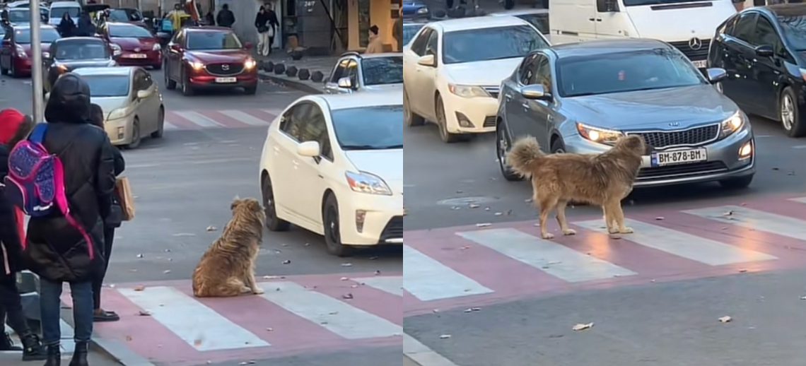 🎥ქართველი ცუგო, რომელიც ზებრა გადასასვლელზე ბავშვებს მანქანებისგან იცავს