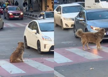 🎥ქართველი ცუგო, რომელიც ზებრა გადასასვლელზე ბავშვებს მანქანებისგან იცავს