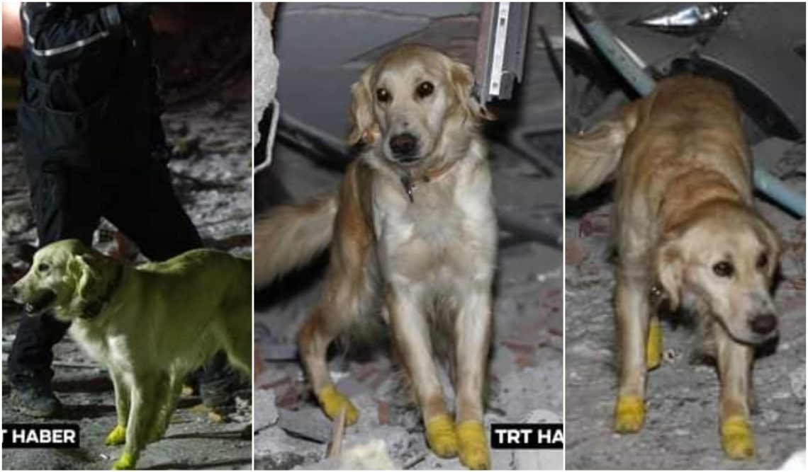 მაშველი ძაღლი, რომელმაც 5 ადამიანი გადაარჩინა თათების დაზიანების მიუხედავად მუშაობას განაგრძობს