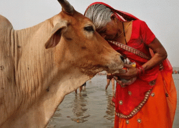 ინდოეთის მთავრობა მოსახლეობას ვალენტინობის დღეს ძროხებთან ჩახუტებისკენ მოუწოდებს