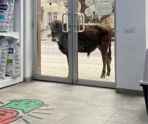 "ზრდილობიანად ავუხსენით, რომ მისთვის საკვები არ გვქონდა, მაგრამ..." - ზოომარტის მაღაზიას კართან ძროხა მიადგა (სახალისო ფოტო)