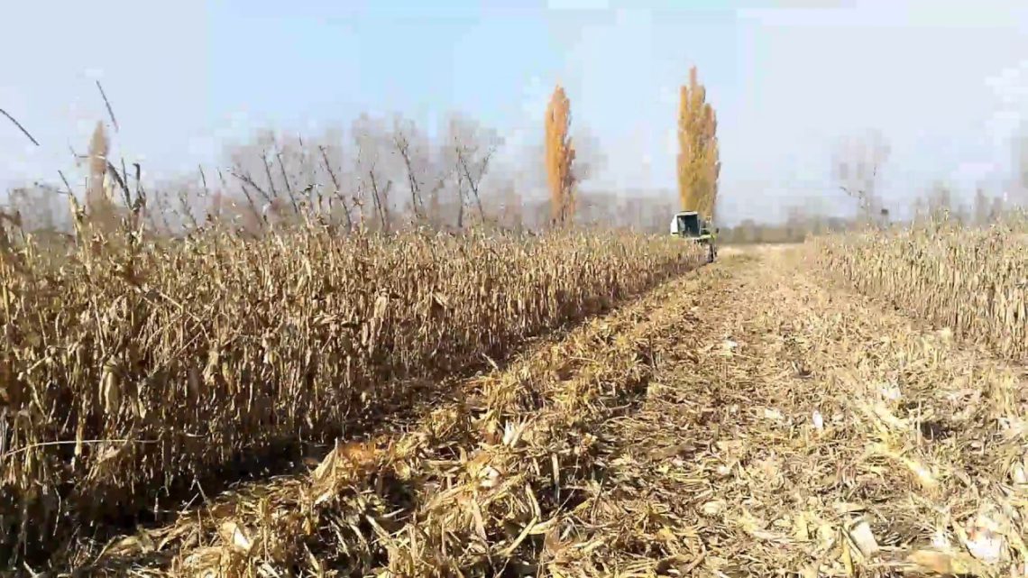 სიმინდის ღეროს დაწვა 1000 ლარიანი ჯარიმით დაისჯება – საქართველოს პარლამენტმა კანონი დაამტკიცა