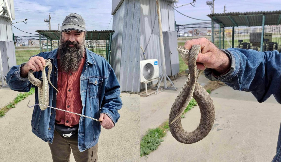 “დაჭერისას საკმაოდ აგრესიული იყო“ – თბილისთან ახლოს გიურზა იპოვეს