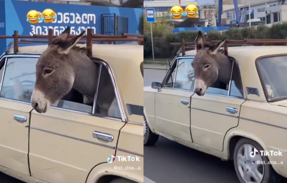 ๐ฅ แแแแแแกแแก แชแแแขแ แจแ โแแแแฃแแแโ แแแ แก แแกแแแ แแแแแ – แแแแแ แแแฎแแแแแก แ แแแแ แแก แฎแกแแแก