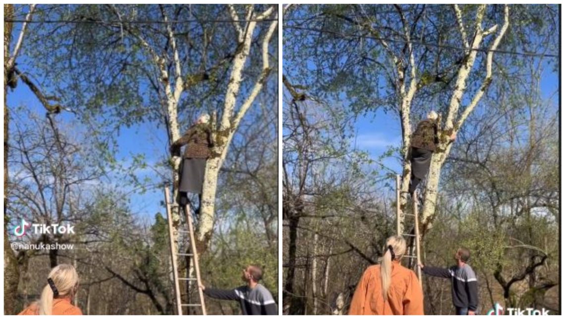 🎥 VIDEO: რატომ ავიდა მოხუცი ბებო ხეზე, როდესაც ნუნა ჟორჟოლიანი ესტუმრა?