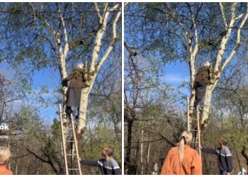 🎥 VIDEO: რატომ ავიდა მოხუცი ბებო ხეზე, როდესაც ნუნა ჟორჟოლიანი ესტუმრა?