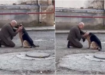 🎥 VIDEO: “ატო დაგვიბრუნდა” – დავით ქაცარავამ თავდასხმისას დაკარგული ძაღლი იპოვა