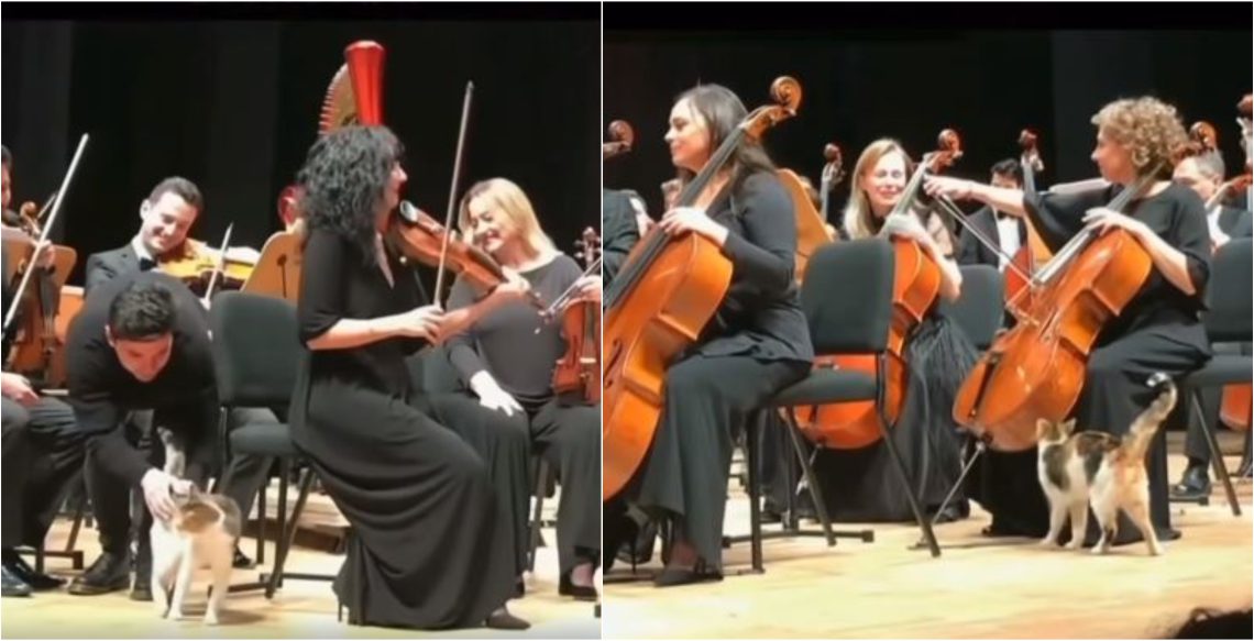 🎥 VIDEO: ფისო, რომელსაც გემოვნებიანი მუსიკა უყვარს – ნახეთ, რა მოხდა ორკესტრის რეპეტიციის დროს