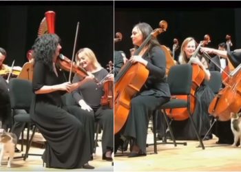 🎥 VIDEO: ფისო, რომელსაც გემოვნებიანი მუსიკა უყვარს – ნახეთ, რა მოხდა ორკესტრის რეპეტიციის დროს