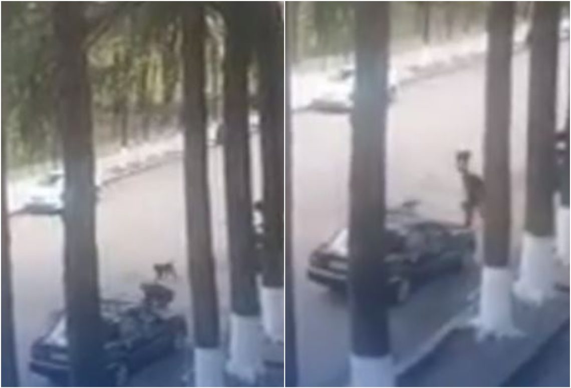 🎥 VIDEO: “3 ადამიანი დაკბინა ზუსტად 5 წუთში. მობრძანდნენ და წაიყვანეს” – ზესტაფონიდან საგანგაშო კადრები ვრცელდება