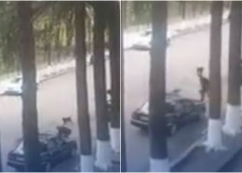 🎥 VIDEO: “3 ადამიანი დაკბინა ზუსტად 5 წუთში. მობრძანდნენ და წაიყვანეს” – ზესტაფონიდან საგანგაშო კადრები ვრცელდება