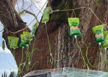 ოკუპირებულ აფხაზეთში დაზიანებულ ცაცხვს წვეთოვანები დაუდგეს