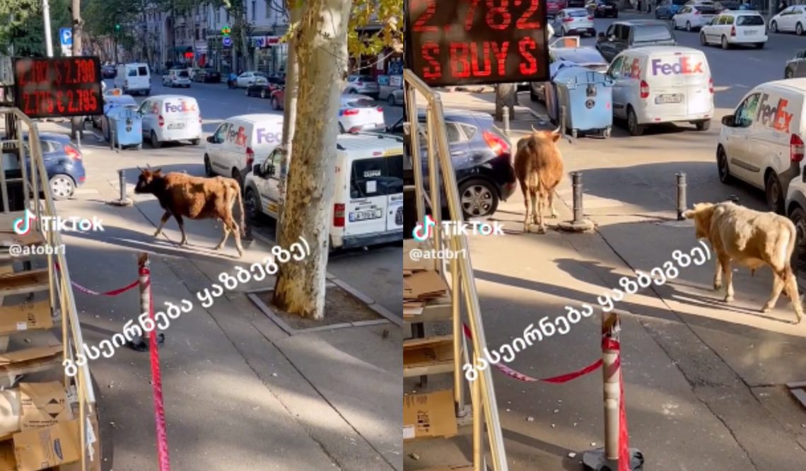 VIDEO: ძროხები შუა ყაზბეგზე სასეირნოდ გამოვიდნენ – ვიდეომ ინტერნეტი მოიცვა