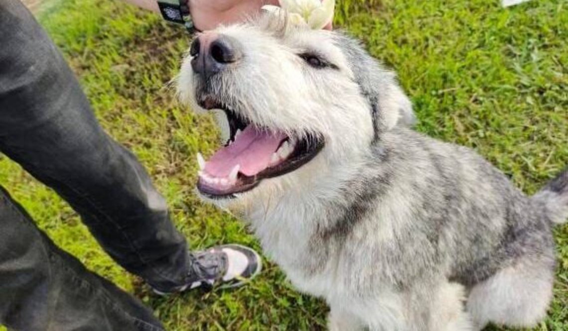 ძაღლის მკვლელობაში ბრალდებულს სასამართლომ 3 ათას ლარიანი გირაო შეეფარდა