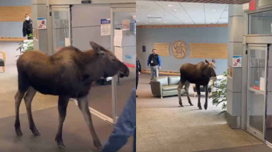 🎥 მოშიებული ცხენირემი საავადმყოფოში შეიჭრა და ყვავილები გადაჭამა – ეს უცნაური შემთხვევა ალასკაში მოხდა