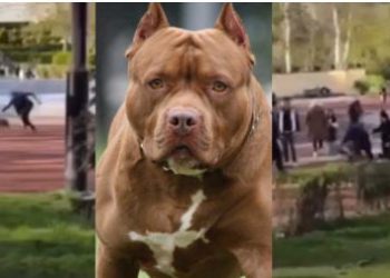 🎥 VIDEO: “ვუსამძიმრებ და თანავუგრძნობ ოჯახს, საშინელი ტრაგედიის გამო. ძალიან განვიცდი და გული მტკივა… გაფრთხილებთ: ვიდეო არ არის სასიამოვნო სანახაობა” – ნახეთ რა საშინელება მოხდა ახლახანს თბილისში