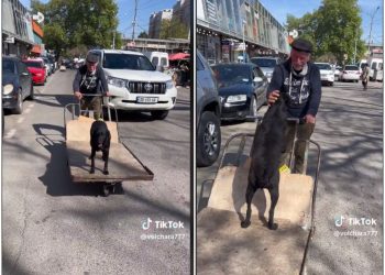 🎥 VIDEO: „მეკაჭკე ბაბუ ოთხფეხა მეგობარს ასეირნებს“ – ვიდეო ნახვების რეკორდს ხსნის